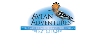 Avian Adventures